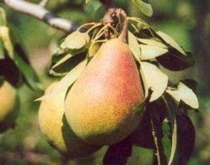 Lei-Peer (Pyrus Communis 'Clapp's Favourite') 1 Lei-Peer (Pyrus Communis 'Clapp's Favourite')