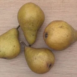 Perenboom (Pyrus Communis 'Gieser Wildeman') -Aanbiedingen Tuin Vitaal Winkel 20080417131017 6