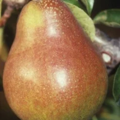 Perenboom (Pyrus Communis 'Doyenne Du Comice') -Aanbiedingen Tuin Vitaal Winkel 20080417132436 6