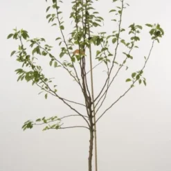 Aanbiedingen Tuin Vitaal Winkel -Aanbiedingen Tuin Vitaal Winkel 20080417134617 2