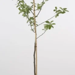 Kweepeer (Cydonia Oblonga) -Aanbiedingen Tuin Vitaal Winkel 20080417145544 2