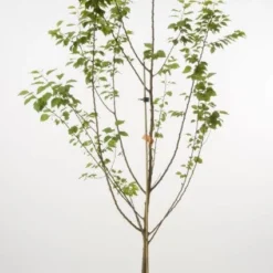 Abrikozenboom (Prunus Armeniaca 'Tros Oranje')