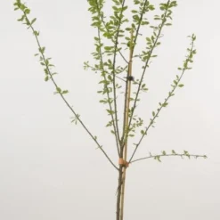 Pruimenboom (Prunus Domestica 'Opal')