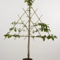 Lei-Kers (Prunus Avium 'Viola')