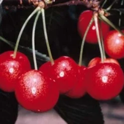 Lei-Kers (Prunus Avium 'Sunburst') 5 Lei-Kers (Prunus Avium 'Sunburst') -Aanbiedingen Tuin Vitaal Winkel 20080519135155 1