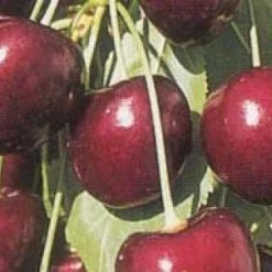 Lei-Kers (Prunus Avium 'Kordia') -Aanbiedingen Tuin Vitaal Winkel 20080519140042 1