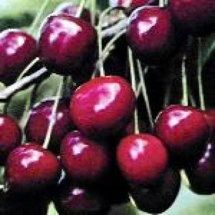 Lei-Kers (Prunus Avium 'Dubbele Meikers') 2 Lei-Kers (Prunus Avium 'Dubbele Meikers') - Afbeelding 2