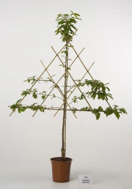 Lei-Kers (Prunus Avium 'Dubbele Meikers') 1 Lei-Kers (Prunus Avium 'Dubbele Meikers')