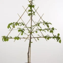 Lei-Kers (Prunus Avium 'Regina')