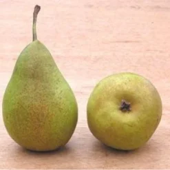 Perenboom (Pyrus Communis 'Bonne Louise D'Avranches') -Aanbiedingen Tuin Vitaal Winkel 20081120103226 4