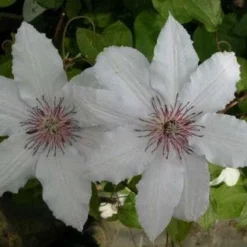 Bosrank (Clematis 'Snow Queen') 8 Bosrank (Clematis 'Snow Queen') -Aanbiedingen Tuin Vitaal Winkel 20081120141931 1