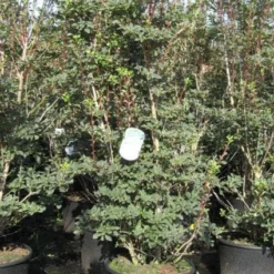 Pronkklokje (Enkianthus Campanulatus) -Aanbiedingen Tuin Vitaal Winkel 20091126124737 6