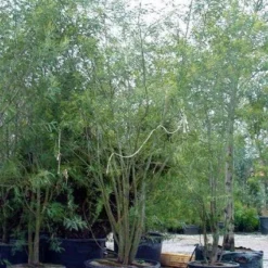 Mimosa (Acacia Dealbata) -Aanbiedingen Tuin Vitaal Winkel 20100906111139 7