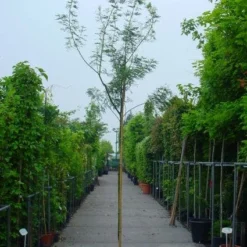 Mimosa Als Boom (Acacia Dealbata) -Aanbiedingen Tuin Vitaal Winkel 20100906111726 7