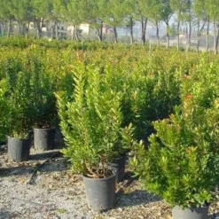 Aardbeiboom Als Struik (Arbutus Unedo) -Aanbiedingen Tuin Vitaal Winkel 20101209111801 7