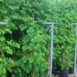 Trompetbloem (Campsis Tagliabuana 'Mme Galen') 14 Trompetbloem (Campsis Tagliabuana 'Mme Galen') -Aanbiedingen Tuin Vitaal Winkel 20101209155845 9