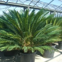 Cycaspalm (Cycas Revoluta) -Aanbiedingen Tuin Vitaal Winkel 20101212150045 5