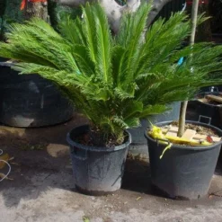 Cycaspalm (Cycas Revoluta) -Aanbiedingen Tuin Vitaal Winkel 20101212150101 5