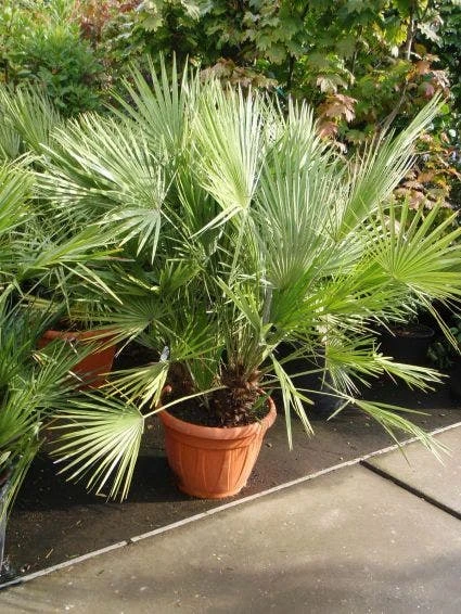 Dwergpalm (Chamaerops Humilis) 1 Dwergpalm (Chamaerops Humilis)