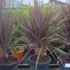 Cordyline (Cordyline Australis 'Atropurpurea')