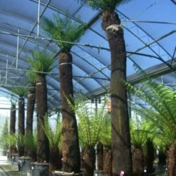 Boomvaren (Dicksonia Antarctica) 14 Boomvaren (Dicksonia Antarctica) -Aanbiedingen Tuin Vitaal Winkel 20101213133314 11