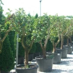 Kaki (Diospyros Kaki) -Aanbiedingen Tuin Vitaal Winkel 20101213150225 8