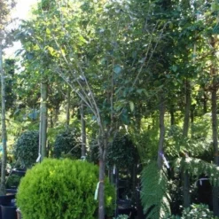 Kaki (Diospyros Kaki) -Aanbiedingen Tuin Vitaal Winkel 20101213150233 8