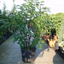 Vijg (Ficus Carica) 10 Vijg (Ficus Carica) -Aanbiedingen Tuin Vitaal Winkel 20101215105457 10