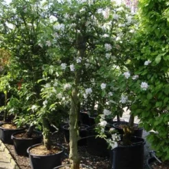 Appelboom (Malus Domestica ) -Aanbiedingen Tuin Vitaal Winkel 20101217164407 5 1