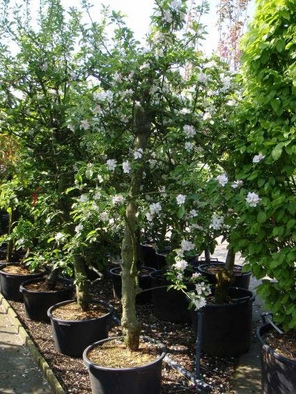 Appelboom (Malus Domestica ) 2 Appelboom (Malus Domestica ) - Afbeelding 2