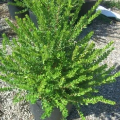 Dwergmirte (Myrtus Communis 'Tarentina') -Aanbiedingen Tuin Vitaal Winkel 20101217172218 2