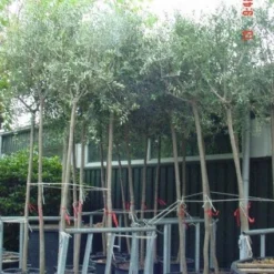 Olijfboom (Olea Europaea )