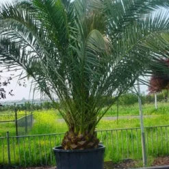 Canarische Dadelpalm (Phoenix Canariensis)