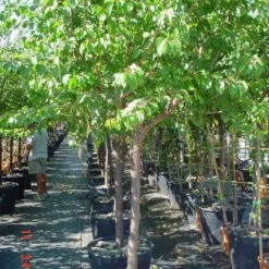 Amandelboom (Prunus Dulcis) -Aanbiedingen Tuin Vitaal Winkel 20101221155404 3