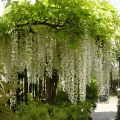 Blauwe Regen, Wit (Wisteria Floribunda 'Longissima Alba')