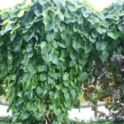 Duitse Pijp (Aristolochia Macropylla) -Aanbiedingen Tuin Vitaal Winkel 20110731133730 3