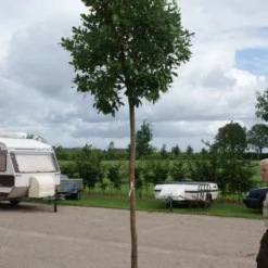Aardbeiboom (Arbutus Unedo) -Aanbiedingen Tuin Vitaal Winkel 20110822171531 4