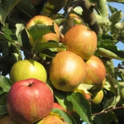 Appelboom (Malus Domestica ) 11 Appelboom (Malus Domestica ) -Aanbiedingen Tuin Vitaal Winkel 20110905151704 5