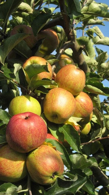 Appelboom (Malus Domestica ) 3 Appelboom (Malus Domestica ) - Afbeelding 3