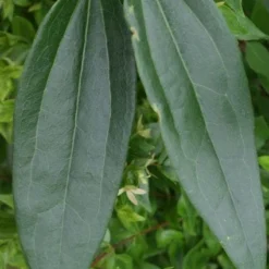 Bosrank, Groenblijvend (Clematis Armandii) -Aanbiedingen Tuin Vitaal Winkel 20120211132337 5 1