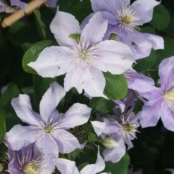 Bosrank (Clematis 'Justa') 10 Bosrank (Clematis 'Justa') -Aanbiedingen Tuin Vitaal Winkel 20120211142234 1