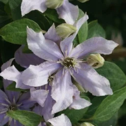 Bosrank (Clematis 'Justa') -Aanbiedingen Tuin Vitaal Winkel 20120211142323 1 1