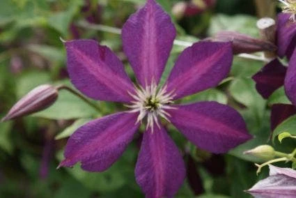 Bosrank (Clematis 'Mikelite') 3 Bosrank (Clematis 'Mikelite') - Afbeelding 3