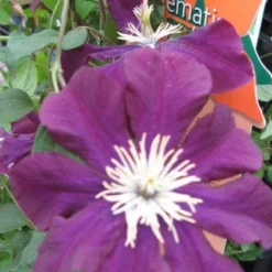 Bosrank (Clematis Viticella) -Aanbiedingen Tuin Vitaal Winkel 20120211151041 1 1