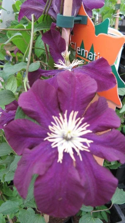 Bosrank (Clematis Viticella) 4 Bosrank (Clematis Viticella) - Afbeelding 4