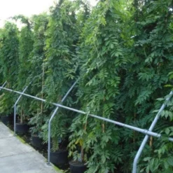 Blauwe Regen (Wisteria Sinensis) 13 Blauwe Regen (Wisteria Sinensis) -Aanbiedingen Tuin Vitaal Winkel 20120213094040 13