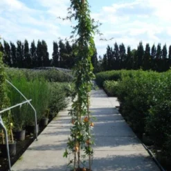 Passiebloem (Passiflora Caerulea) 13 Passiebloem (Passiflora Caerulea) -Aanbiedingen Tuin Vitaal Winkel 20120214131255 6