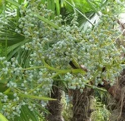 Winterharde Palm (Trachycarpus Fortunei) -Aanbiedingen Tuin Vitaal Winkel 20120214160104 14