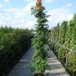 Trompetbloem (Campsis Tagliabuana 'Mme Galen') 13 Trompetbloem (Campsis Tagliabuana 'Mme Galen') -Aanbiedingen Tuin Vitaal Winkel 20120218105251 9