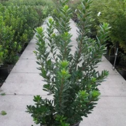 Aardbeiboom Als Struik (Arbutus Unedo) -Aanbiedingen Tuin Vitaal Winkel 20120218111141 7